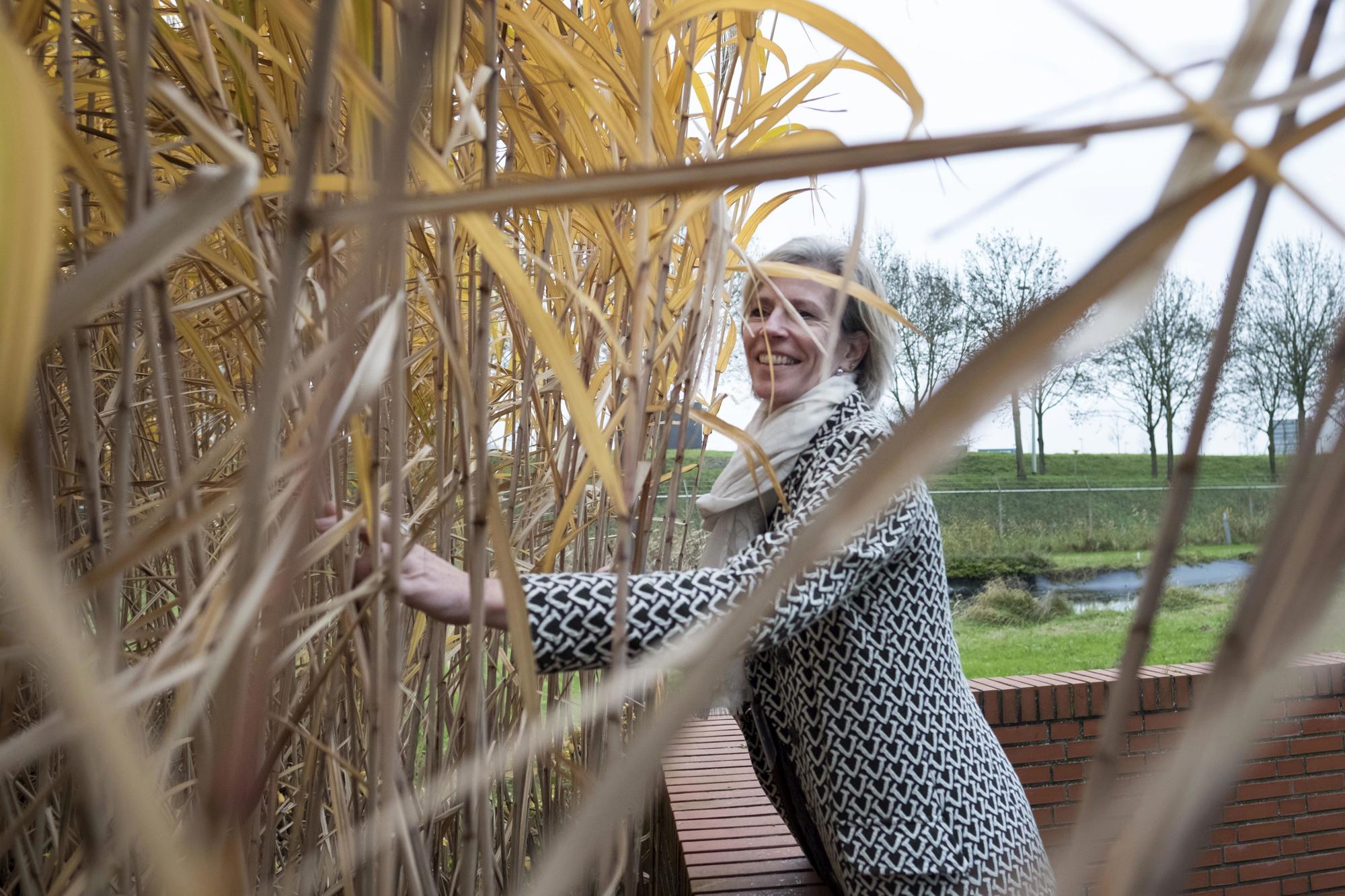 Petra Koenders bij het olifantengras op de Green Chemistry Campus