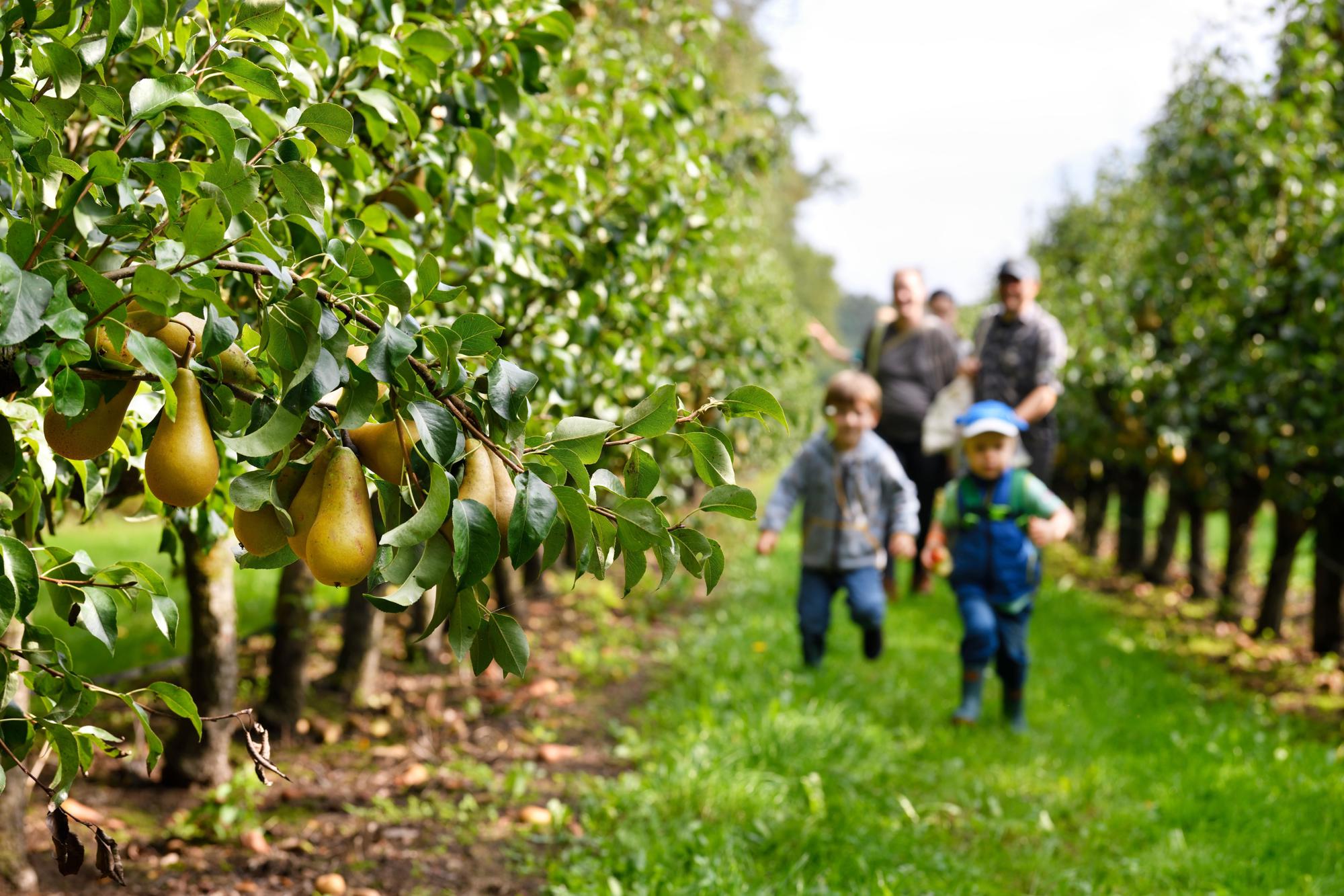 Fruit plukken in de Philips fruittuin tijdens de plukdagen