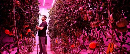 GrowWise baut Tomaten in vertikaler Landwirtschaft an