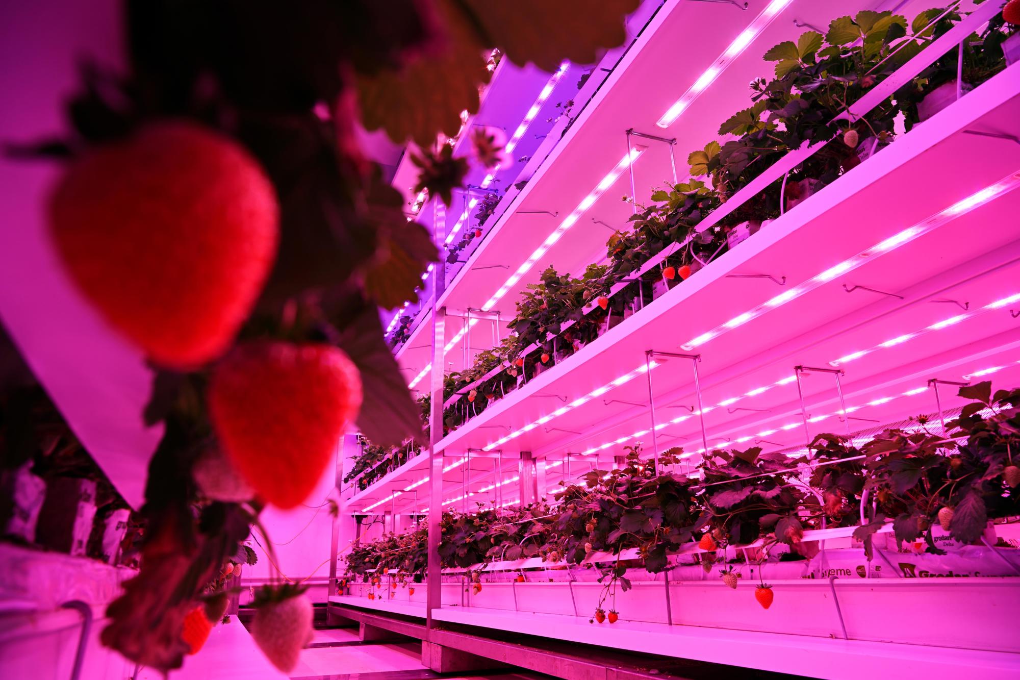 GrowWise test kleurverschillen van aardbeien